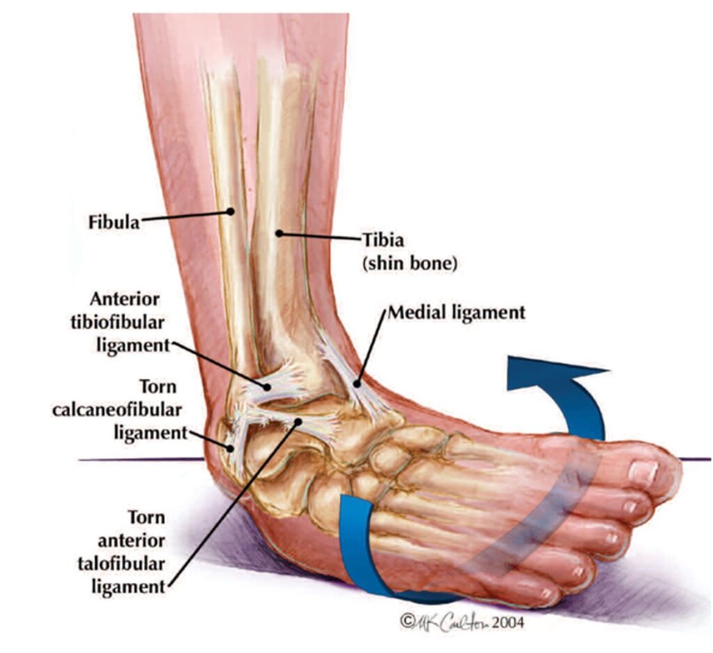 Ankle structures - physiotherapy Adelaide