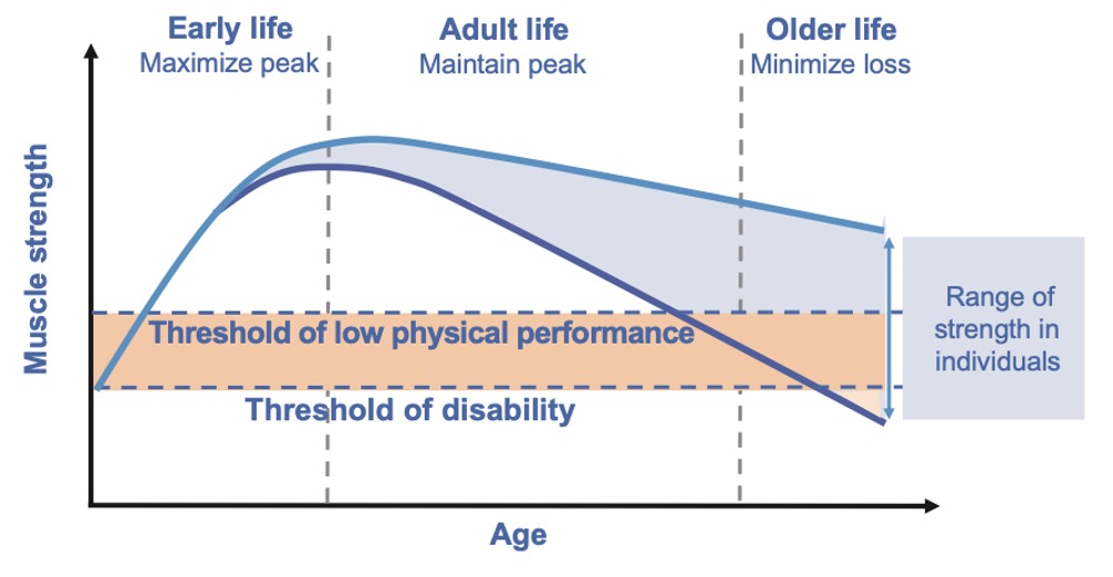 Muscle strength and aging - Physiotherapy Adelaide