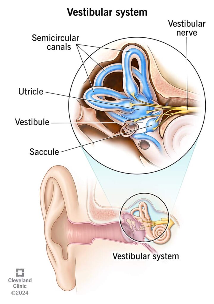 vestibular physiotherapy Adelaide - the vestibular system
