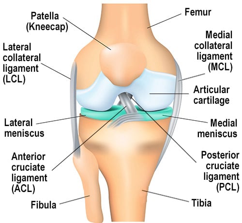 Physiotherapy Adelaide - meniscus anatomy