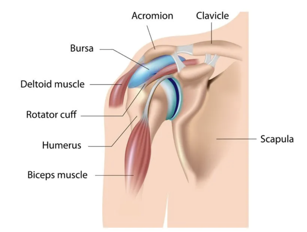 Bursa on the shoulder and rotator cuff