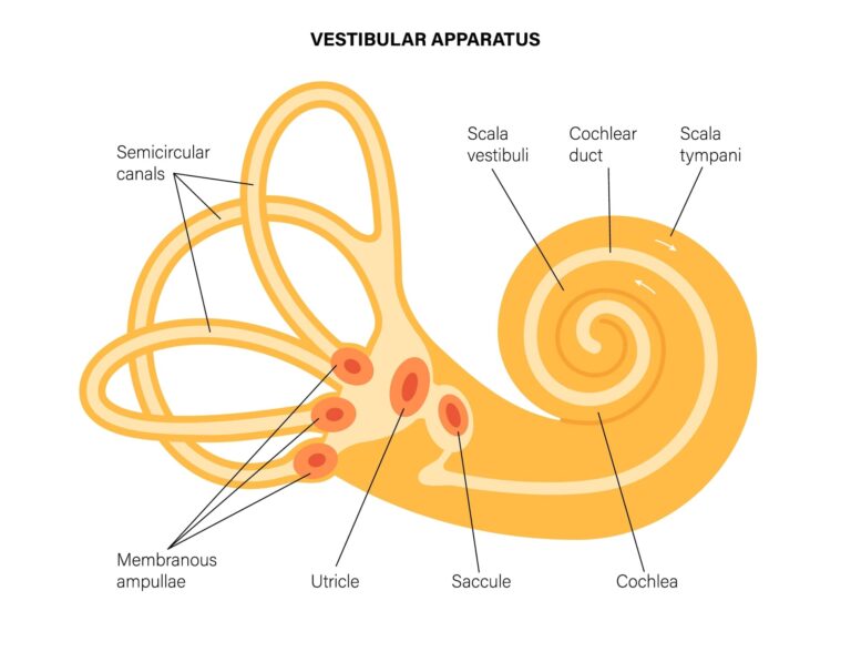 Vertigo physio in Adelaide uses vestibular physiotherapy to target the vestibular system